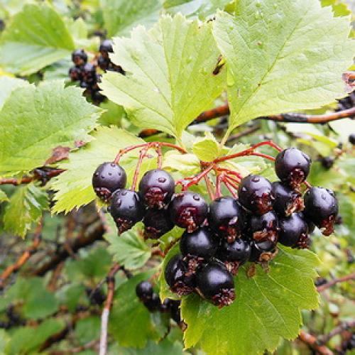 Выращивание боярышника на даче и уход за кустарником. Процесс выращивания 20 Выращивание боярышника на даче и уход за кустарником. Процесс выращивания 20