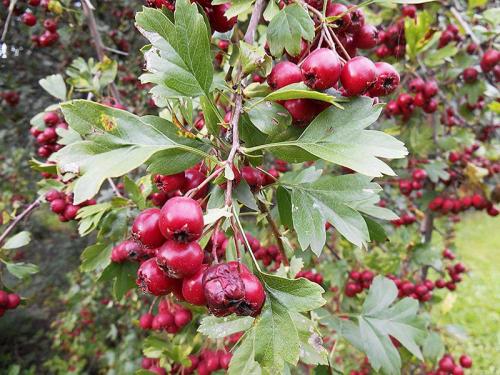 Выращивание боярышника на даче и уход за кустарником. Процесс выращивания 06 Выращивание боярышника на даче и уход за кустарником. Процесс выращивания 06