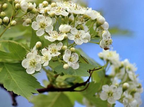 Боярышник декоративный. Уход за декоративными боярышниками