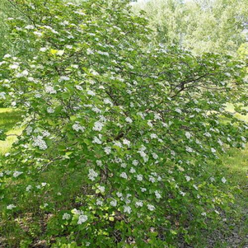 Выращивание боярышника на даче и уход за кустарником. Процесс выращивания 18 Выращивание боярышника на даче и уход за кустарником. Процесс выращивания 18