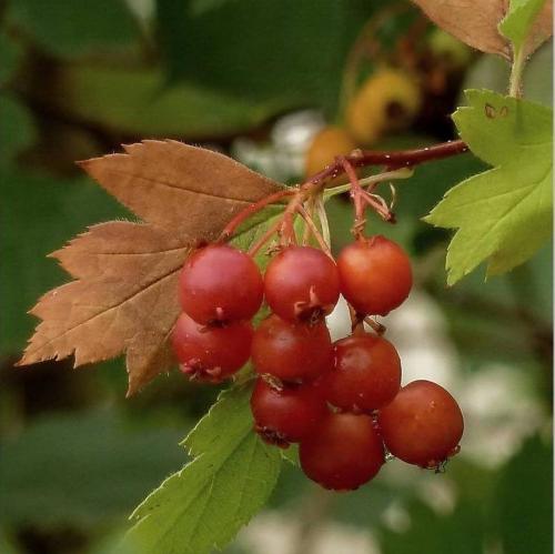 Выращивание боярышника на даче и уход за кустарником. Процесс выращивания 08 Выращивание боярышника на даче и уход за кустарником. Процесс выращивания 08