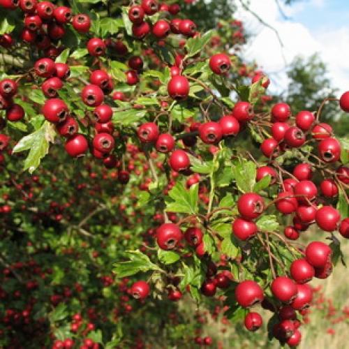 Выращивание боярышника на даче и уход за кустарником. Процесс выращивания 12 Выращивание боярышника на даче и уход за кустарником. Процесс выращивания 12