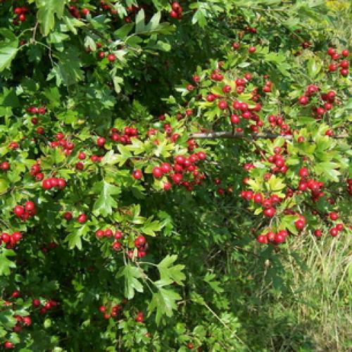 Выращивание боярышника на даче и уход за кустарником. Процесс выращивания 14 Выращивание боярышника на даче и уход за кустарником. Процесс выращивания 14