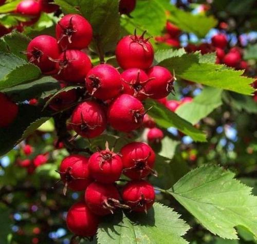 Куст боярышника. Боярышник