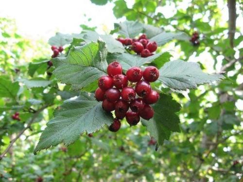 Выращивание боярышника на даче и уход за кустарником. Процесс выращивания 07 Выращивание боярышника на даче и уход за кустарником. Процесс выращивания 07