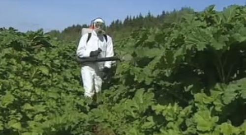 Довсходовый гербицид Для картофеля. Гербициды Для Картофеля: Как Применять Правильно