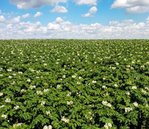 Гербициды от сорняков по картофелю.. Механизм действия гербицидов 02 Гербициды от сорняков по картофелю.. Механизм действия гербицидов 02