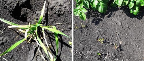 Гербицид по картофелю после всходов. Вы здесь