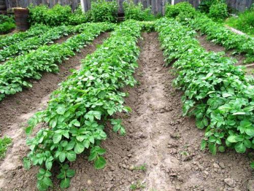 Препарат от сорняков на посадках картофеля и томатов. Механизм действия гербицидов