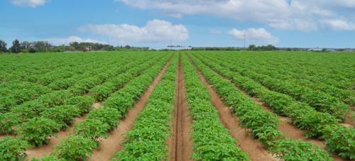 Гербицид по картофелю после всходов. Вы здесь