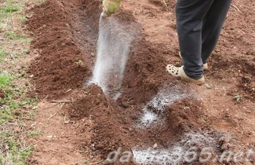 Химия для картофеля. Важность внесения удобрения картофеля при посадке в лунку