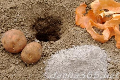 Химия для картофеля. Важность внесения удобрения картофеля при посадке в лунку