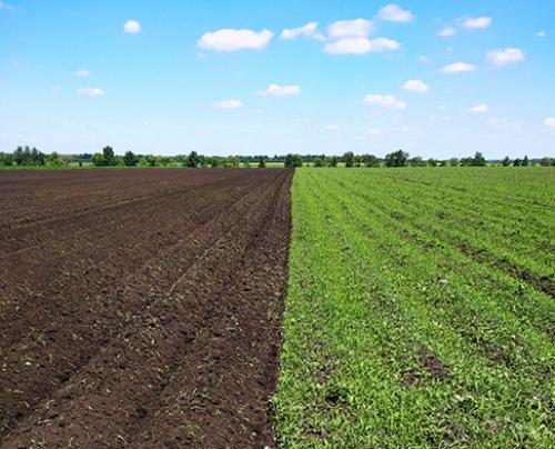 Гербицид послевсходовый для картофеля. Вы здесь