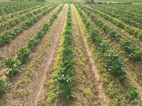 Метрибузин на картофеле. Последействие гербицидов в севообороте