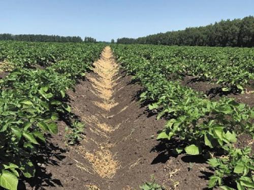 Метрибузин на картофеле. Последействие гербицидов в севообороте