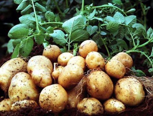 Как защитить картофель от сорняков. Средства от сорняков на картофеле.