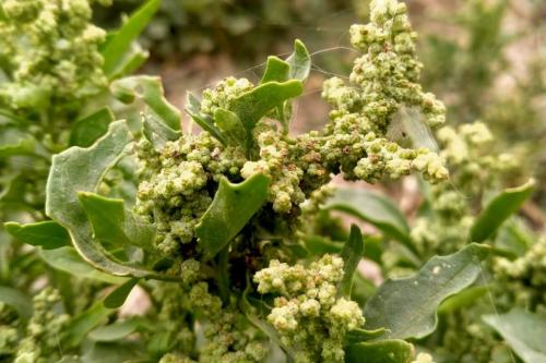 Как Применять гербициды от сорняков на картофеле. Селективный гербицид «Титус» 05