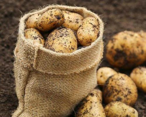 Как защитить картофель от сорняков. Средства от сорняков на картофеле.