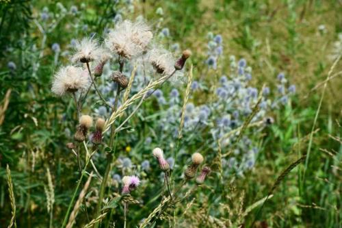 Как Применять гербициды от сорняков на картофеле. Селективный гербицид «Титус» 02