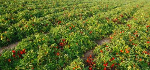 Как избавиться от сорняков на картофеле и томатах. Какие сорняки представляют угрозу для томатов 07 Как избавиться от сорняков на картофеле и томатах. Какие сорняки представляют угрозу для томатов 07