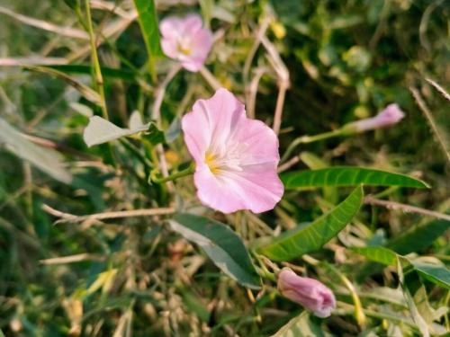 Как избавиться от сорняков на картофеле и томатах. Какие сорняки представляют угрозу для томатов 02 Как избавиться от сорняков на картофеле и томатах. Какие сорняки представляют угрозу для томатов 02