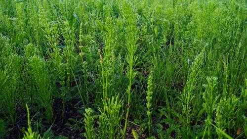 Как избавиться от сорняков на картофеле и томатах. Какие сорняки представляют угрозу для томатов 01 Как избавиться от сорняков на картофеле и томатах. Какие сорняки представляют угрозу для томатов 01