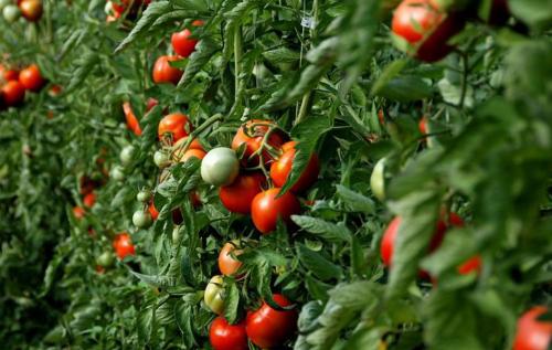 Как избавиться от сорняков на картофеле и томатах. Какие сорняки представляют угрозу для томатов 08 Как избавиться от сорняков на картофеле и томатах. Какие сорняки представляют угрозу для томатов 08