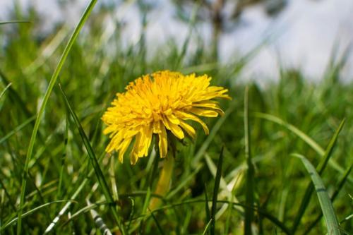 Как избавиться от сорняков на картофеле и томатах. Какие сорняки представляют угрозу для томатов 04 Как избавиться от сорняков на картофеле и томатах. Какие сорняки представляют угрозу для томатов 04