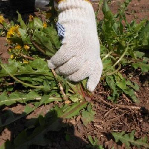 Противопоказания к применению гербицидов для картофеля. Как бороться с сорняками на картофеле