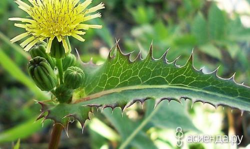 Лучшее средство от осота. Как вывести осот с участка?