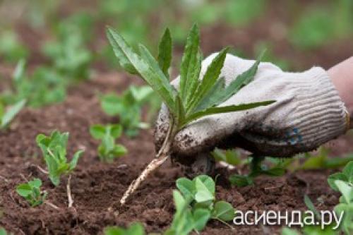 Лучшее средство от осота. Как вывести осот с участка?