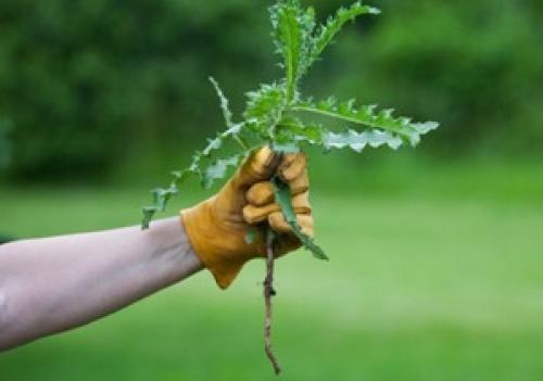 Лучшее средство от осота. Как вывести осот с участка?
