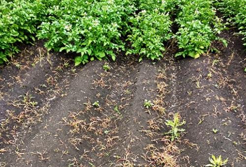 Гербицид для картофеля форум. Вы здесь