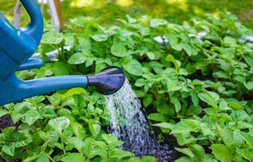 Гербициды против сорняка на картофеле. Гербицид для картофеля- что это такое 13 Гербициды против сорняка на картофеле. Гербицид для картофеля- что это такое 13