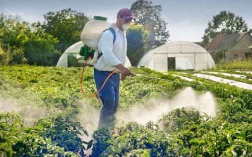 Гербициды против сорняка на картофеле. Гербицид для картофеля- что это такое 16 Гербициды против сорняка на картофеле. Гербицид для картофеля- что это такое 16