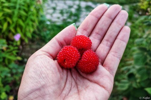 Эту ягоду выдают за гибрид малины и клубники, однако, есть нюанс ( 6 фото )