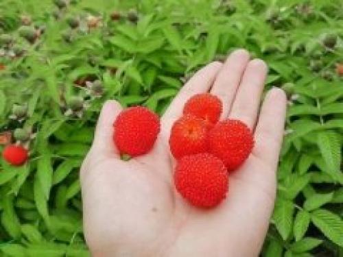 Сорт клубники со вкусом малины. Гибрид клубники и малины