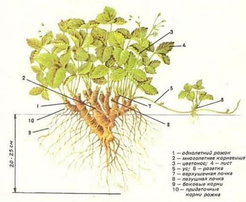 Клубника кустарник. Особенности клубники, ботаническое описание растения
