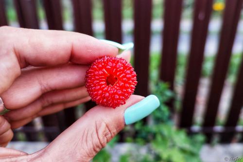 Эту ягоду выдают за гибрид малины и клубники, однако, есть нюанс ( 6 фото )