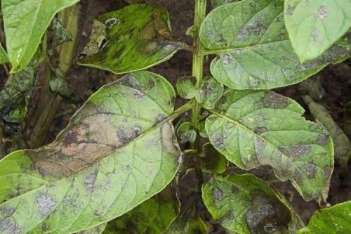 Какие болезни и вредители могут повредить растения черного перца. Болезни листьев перца: описания с фото, лечение