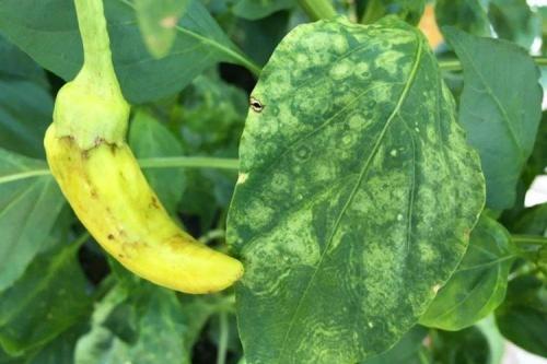 Какие болезни и вредители могут повредить растения черного перца. Болезни листьев перца: описания с фото, лечение