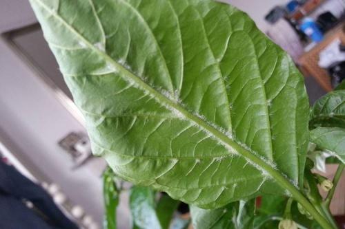 Какие болезни и вредители могут повредить растения черного перца. Болезни листьев перца: описания с фото, лечение