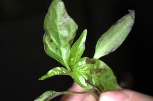 Какие болезни и вредители могут повредить растения черного перца. Болезни листьев перца: описания с фото, лечение