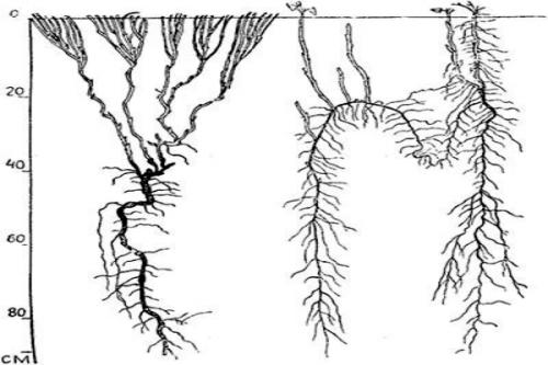 Гербицид от березки на картошке. Как избавиться от березки: очень легкий способ
