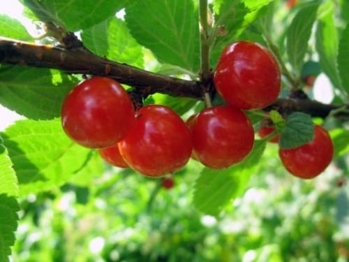 Сорта крупной вишни. Лучшие сорта вишни для Средней полосы России