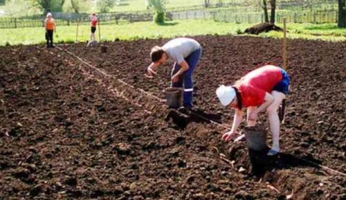 Сорт картофеля легенда. Картофель сорт Легенда: характеристика, правила посадки и способы ухода