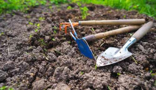 Сорт картофеля легенда. Картофель сорт Легенда: характеристика, правила посадки и способы ухода