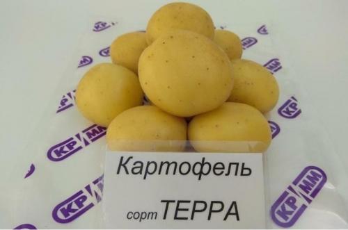 Новые сорта картошки. Новые сорта картофеля, выведенные в 2020 году: что в них особенного