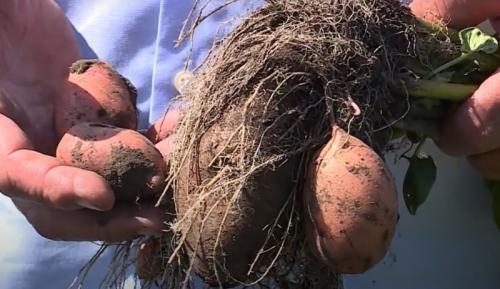 Новые сорта картошки. Новые сорта картофеля, выведенные в 2020 году: что в них особенного