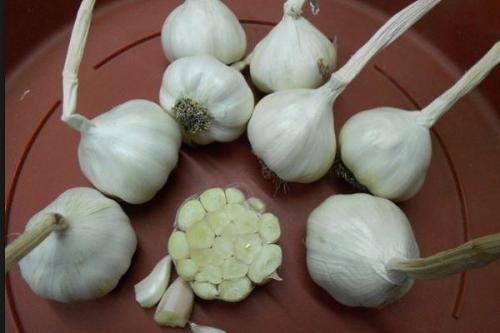 Лучшие сорта ярового чеснока в украине. 20 лучших сортов ярового чеснока: характеристики, свойства, методы